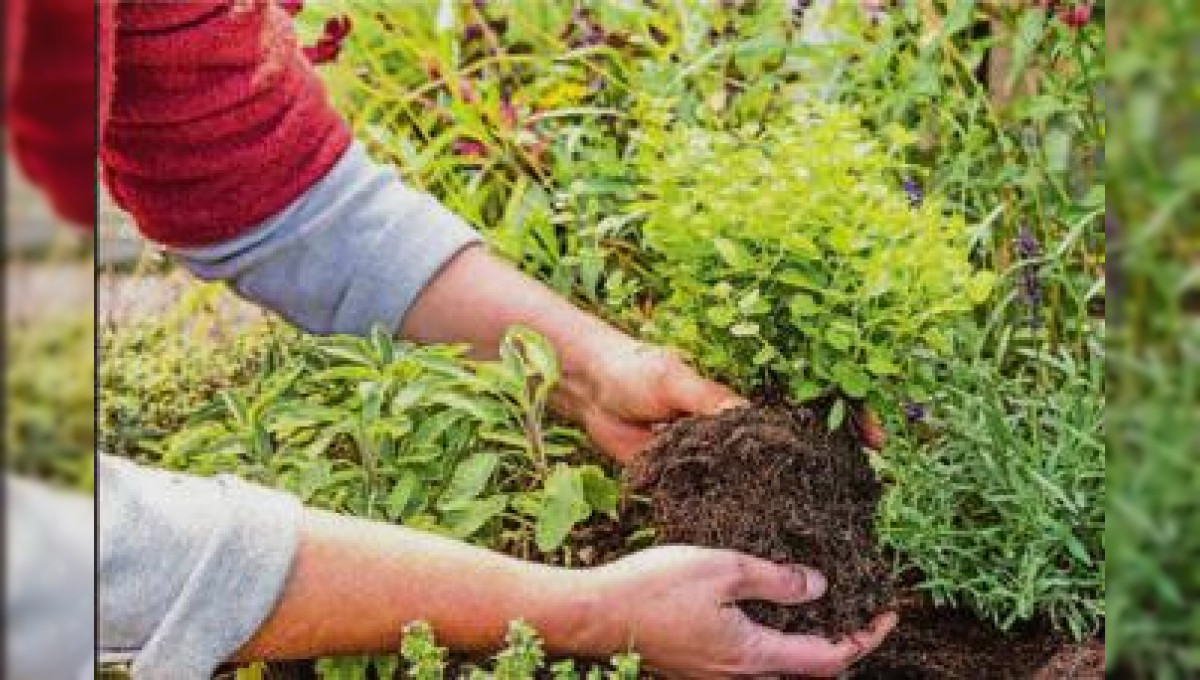 Der Trend zum Hochbeet