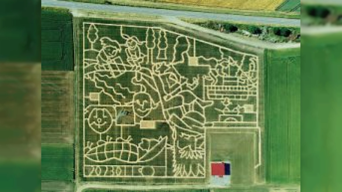 Das Maislabyrinth in Wolfenhausen: Orientierungssinn ist gefragt