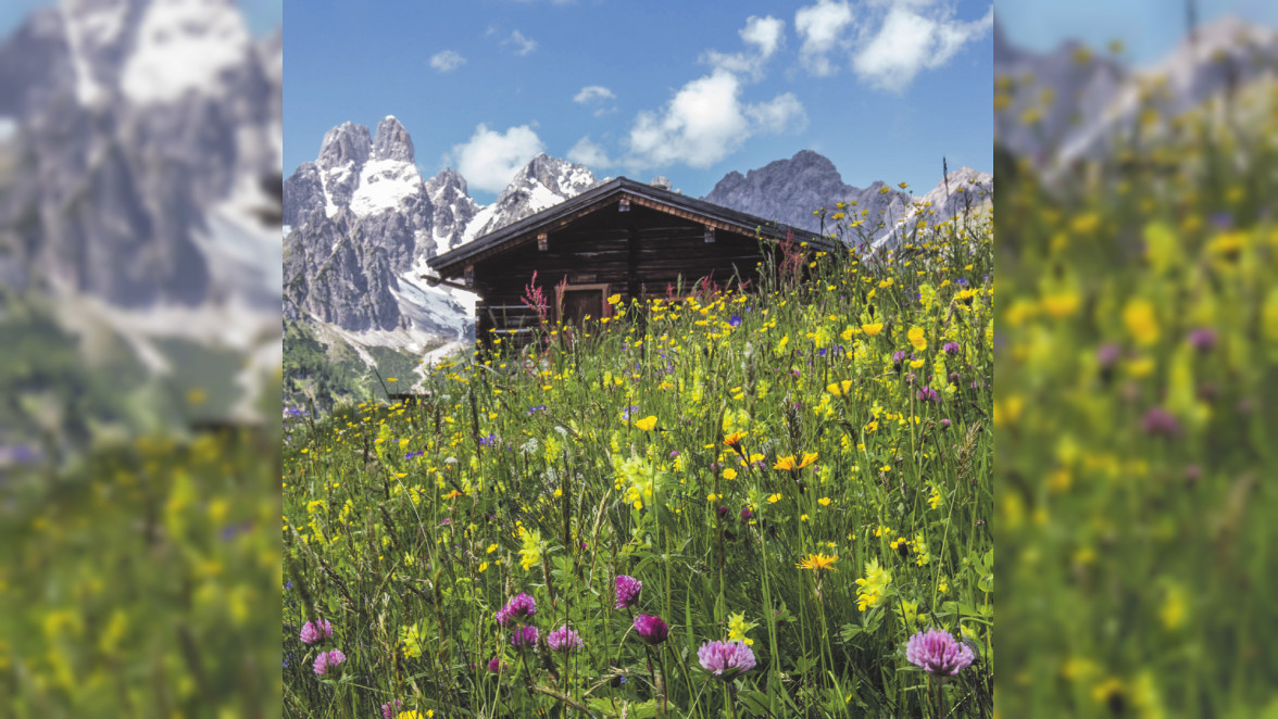 Frühlingsblumen mit Bergpanorama. Foto: CoenWeesjes | www.filzmoos.at