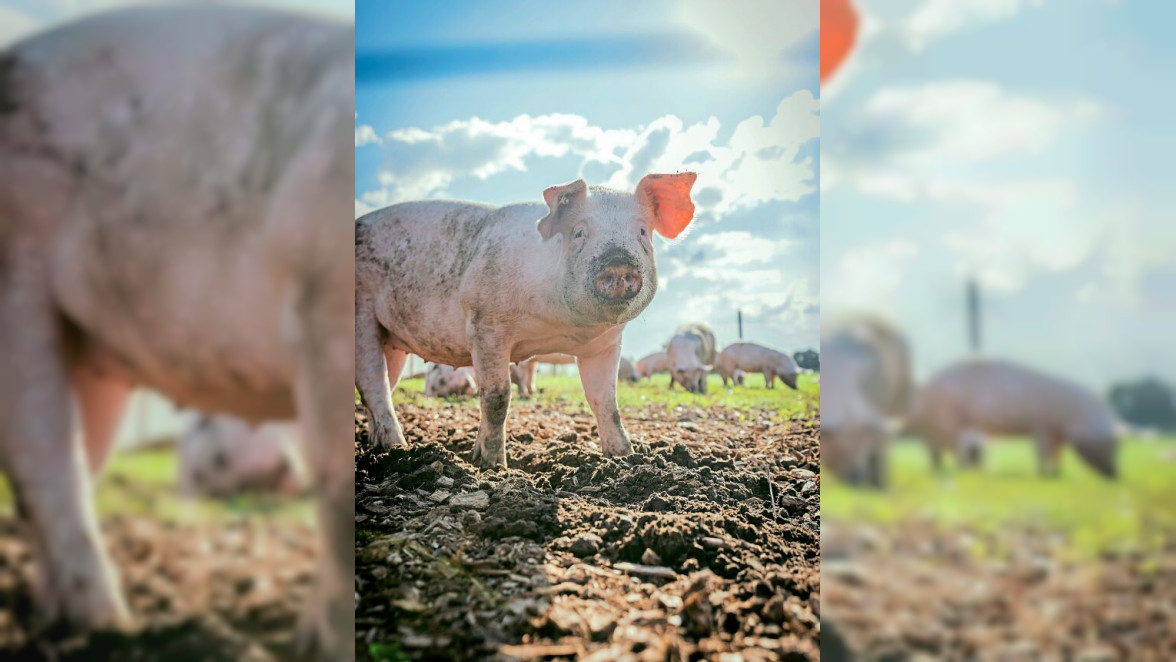 Höfe-Tour in Ameke und Walstedde: Offene Tore und Türen am 1. Mai