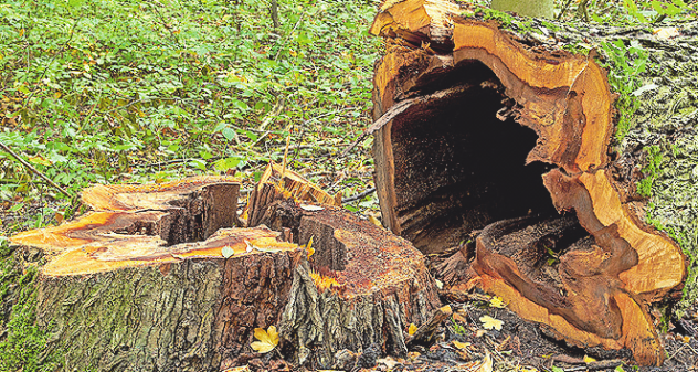 Den Wald vor dem Klimawandel schützen