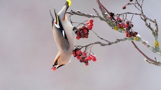 Ein Seidenschwanz hängt kopfüber von einem Ast mit roten Beeren