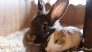 Kaninchen und Meerschwein zusammen sitzend