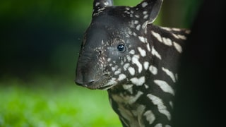 Tapirjunges mit getupftem Fell (Tapirus indicus)