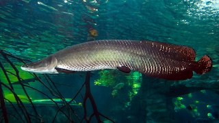 Ein Arapaima gigas schwimmt durch das Wasser