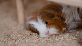 Ein Meerschweinchen schläft mit offenen Augen