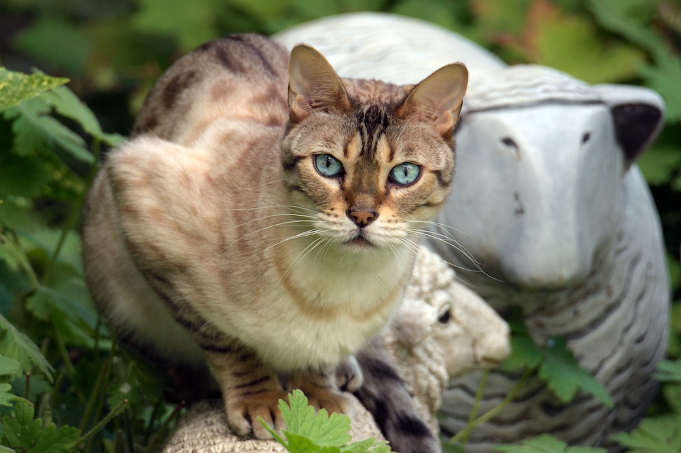 Chausie-Katze im Portrait