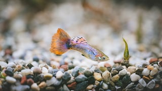 Ein Guppy schwimmt durchs Aquarium