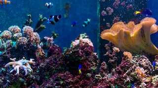 Tropische Fische in einem Meerwasseraquarium