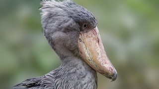 Porträt-Aufnahme vom Schuhschnabel Balaeniceps rex