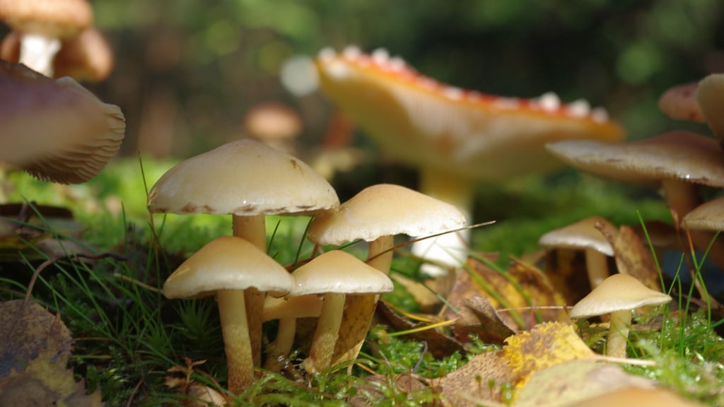 Koma und Leberschäden haben Menschen in diesem Jahr bereits nach dem Verzehr von Giftpilzen zu erleiden. Der Giftnotruf warnt vor den Folgen von Verwechslungen von essbaren mit schädichen Pilzen. Symbolbild: