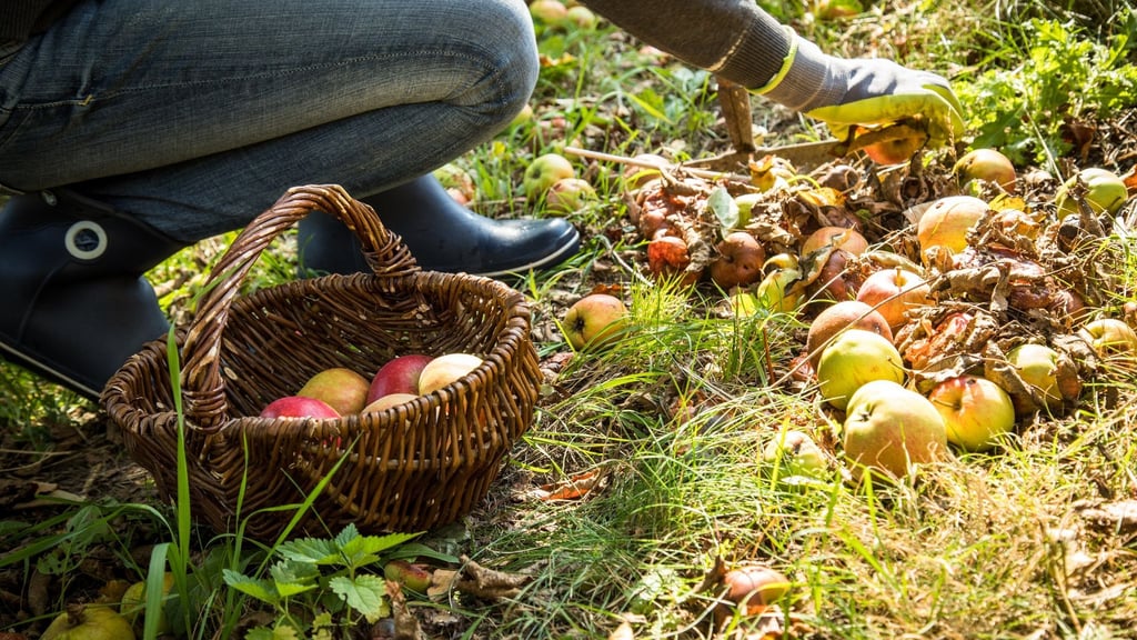 Beim Sammeln von Fallobst müssen Früchte mit faulen Stellen aussortiert werden.