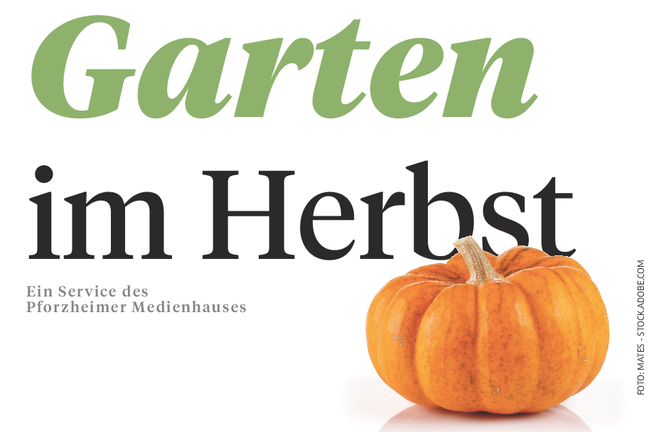 Wie Laub zu Kompost wird