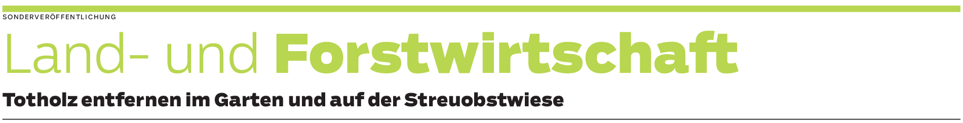 Jetzt beginnt die Zeit der Baumpflege