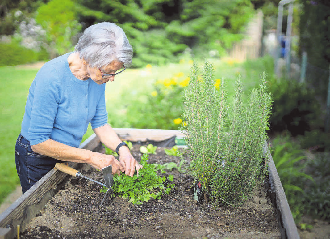 Obst und Gemüse im eigenen Garten anbauen Hilfe vom Bundesministerium