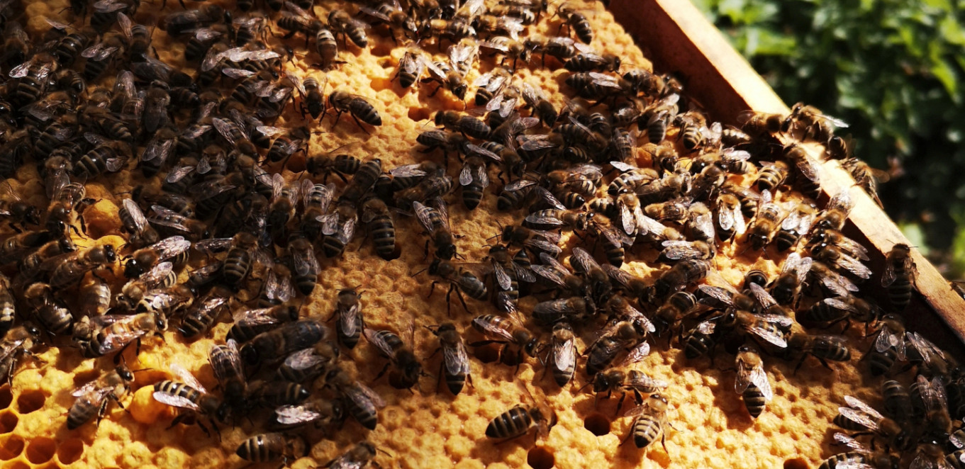 Der Schwänzeltanz der Honigbiene