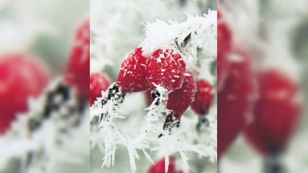 Die Nordmanntanne bleibt der Klassiker