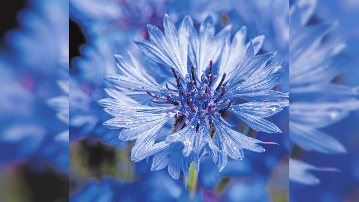 Schöne Blüten in intensivem Blau: Auch die Kornblume gehört zu den winterharten Einjährigen. Bild: vbaleha/stock.adobe.com