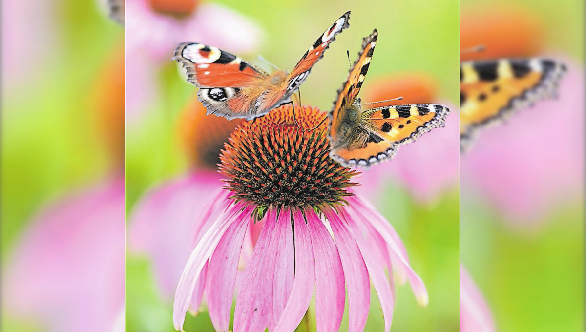 Guter Start ins Gartenjahr für Stauden