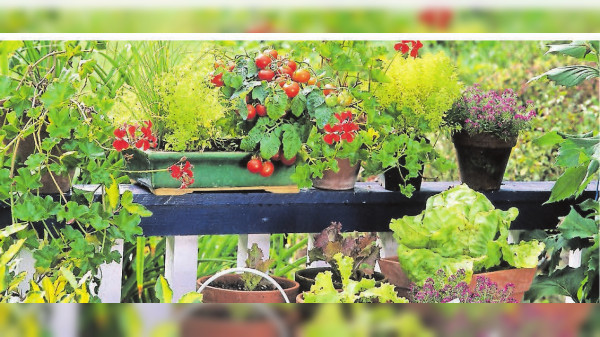 Regeln beim Pflanzen auf Balkon und im Garten
