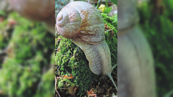 Ärgernis im Gartenbeet