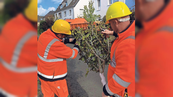 Baumpflanzsaison in Aachen: Hunderte neue Bäume für die Stadt