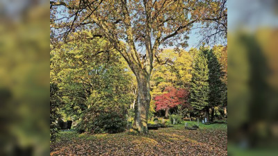 Ökologischer Fußabdruck bei der Bestattung