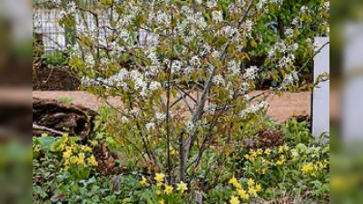 Der Frühling hält Einzug auf dem Friedhof