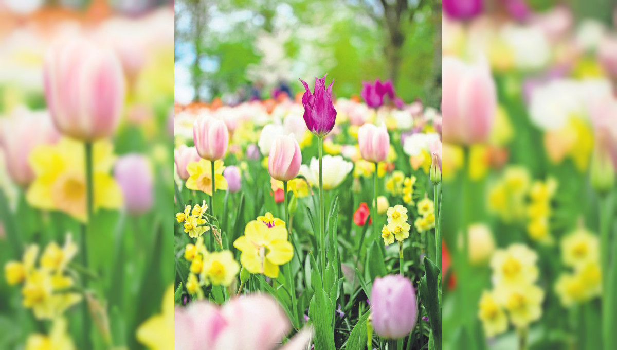 PATTENSEN erleben Hannoversche Zeitung