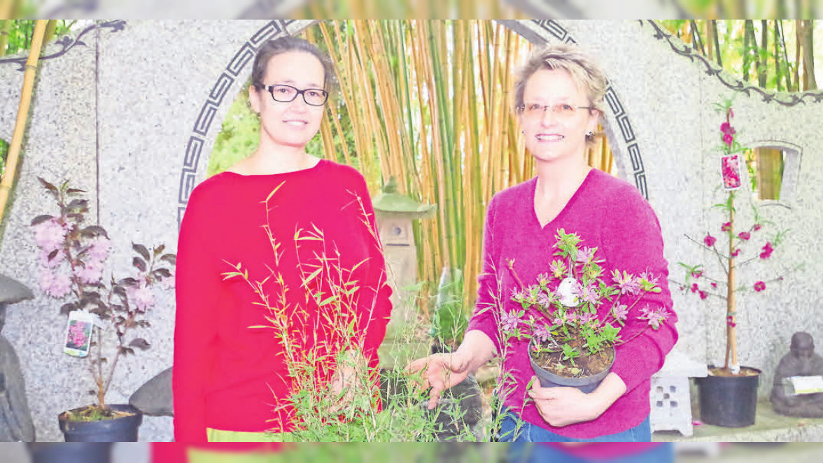 Bambus-Kultur Steinwedel: Bambuspflanzen/Beratung - Hannoversche Zeitung