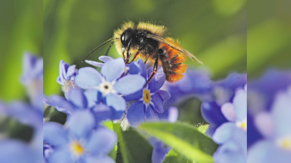 Naturgarten geht auch in klein