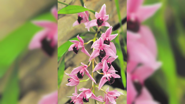 Nachhaltig und natürlich dekorieren