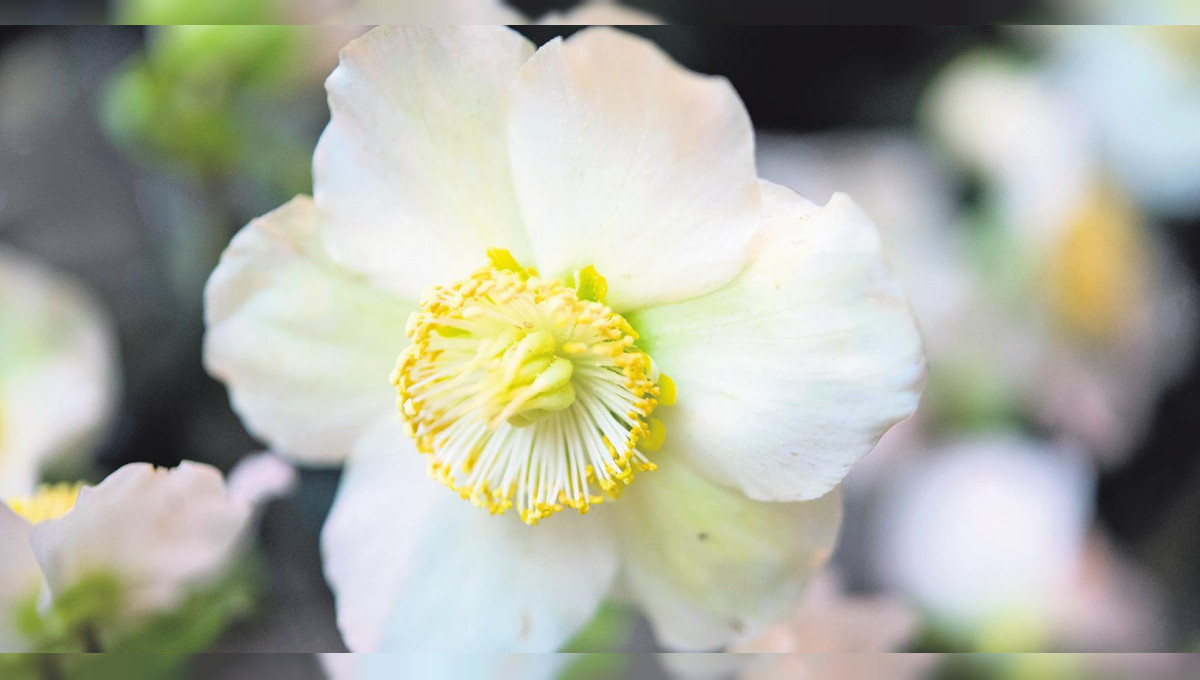 Die Schneekönigin der Blumen