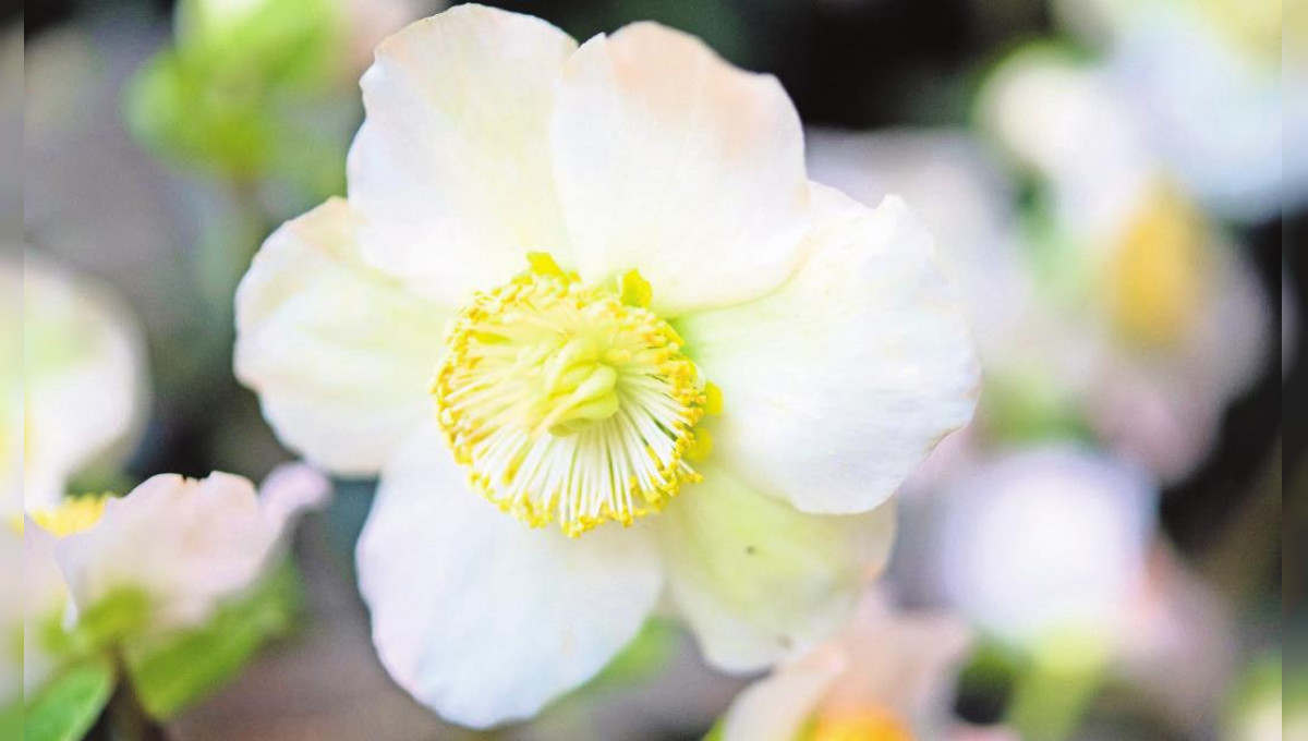 Die Schneekönigin der Blumen