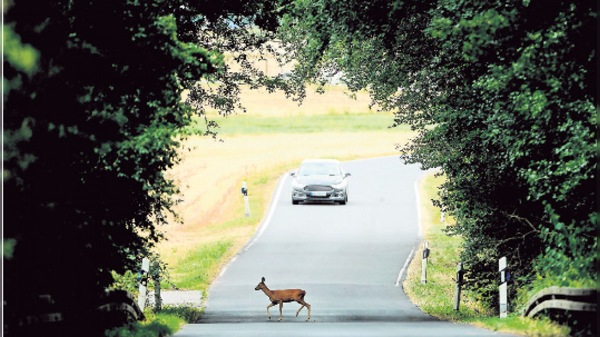 Wild auf der Straße