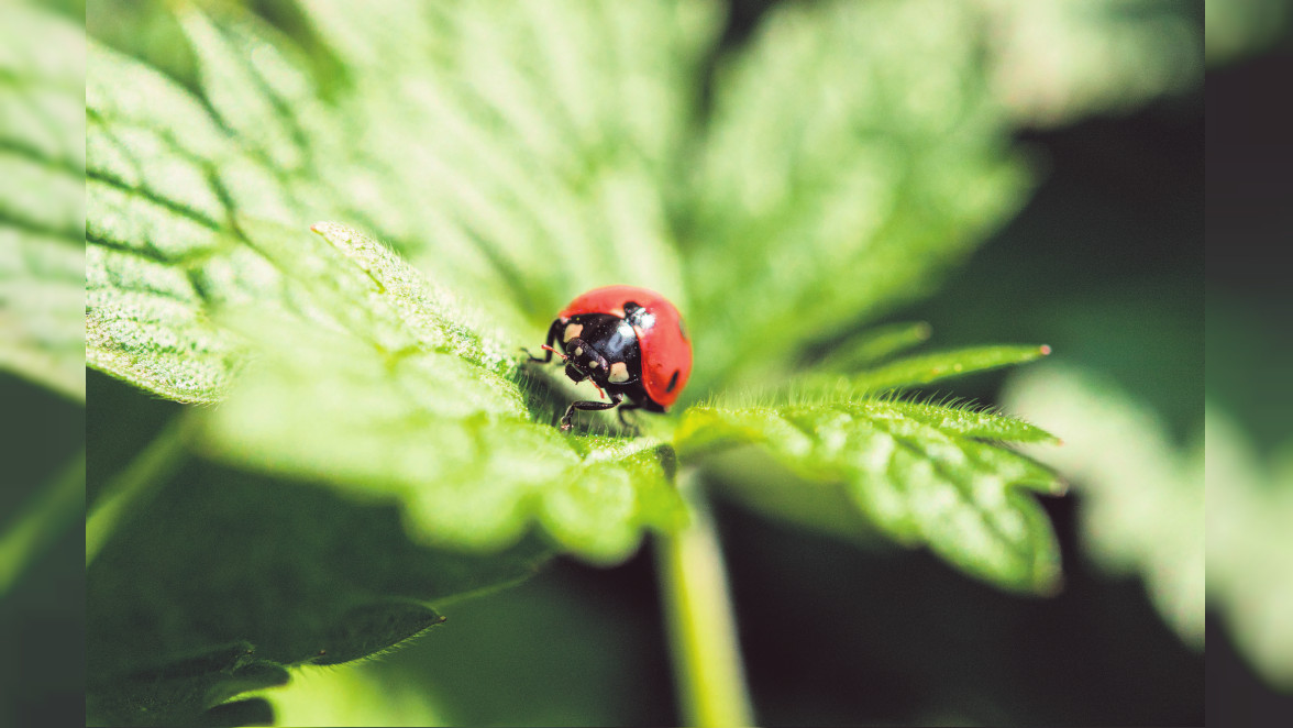 Erste Schritte für den naturnahen Garten