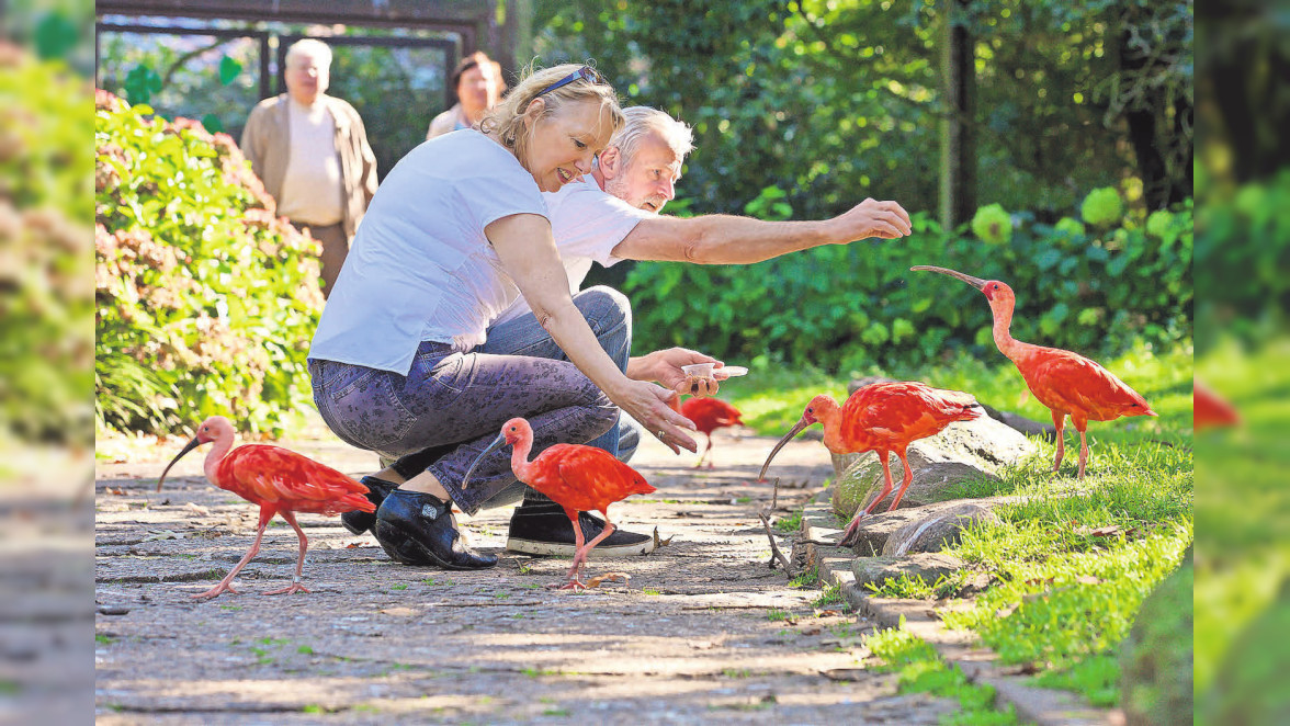 Weltvogelpark Walsrode: Auf Federfühlung mit 650 Vogelarten