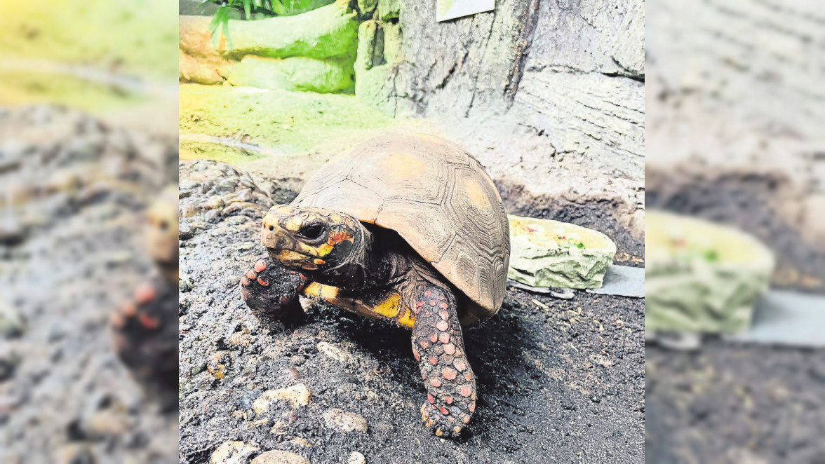 Osterferien-Aktion: Werde zum Schildkröten-Ranger im Sea Life Hannover!