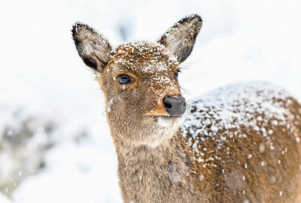 Die besten Winterausflugsziele