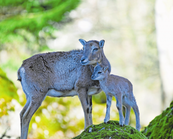 Goldau: Tierisches Frühlingserwachen