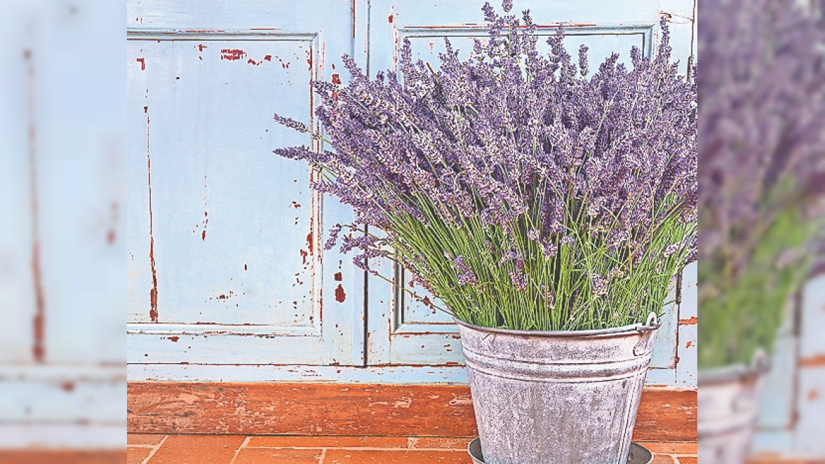 Lavendel bringt die sommerliche Provence in den Garten