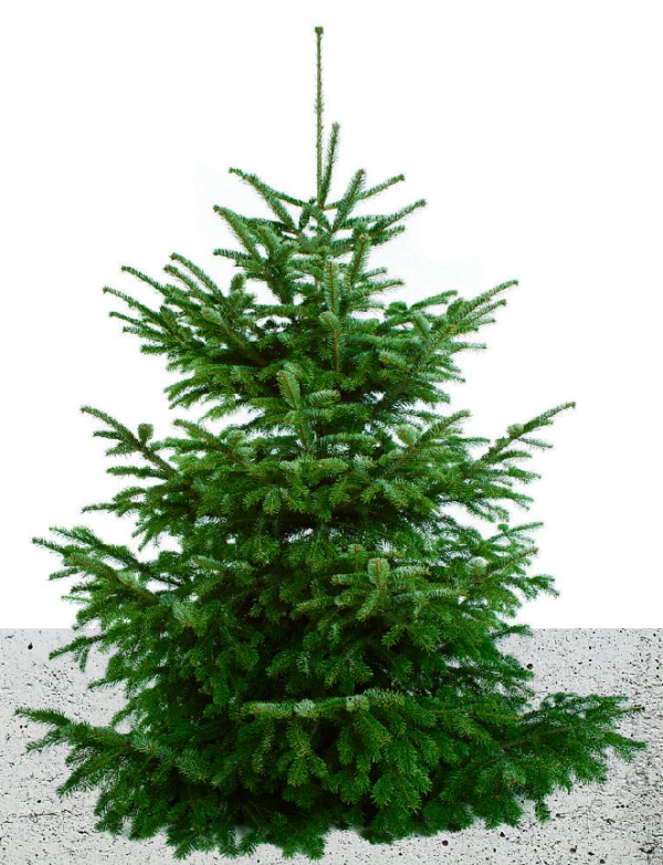 ALLE JAHRE WIEDER: WOHIN MIT DEM WEIHNACHTSBAUM?