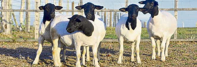 Das Dorper Schaf