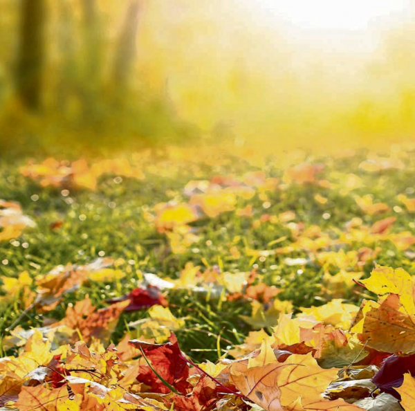 Aus Herbstlaub wird Humus