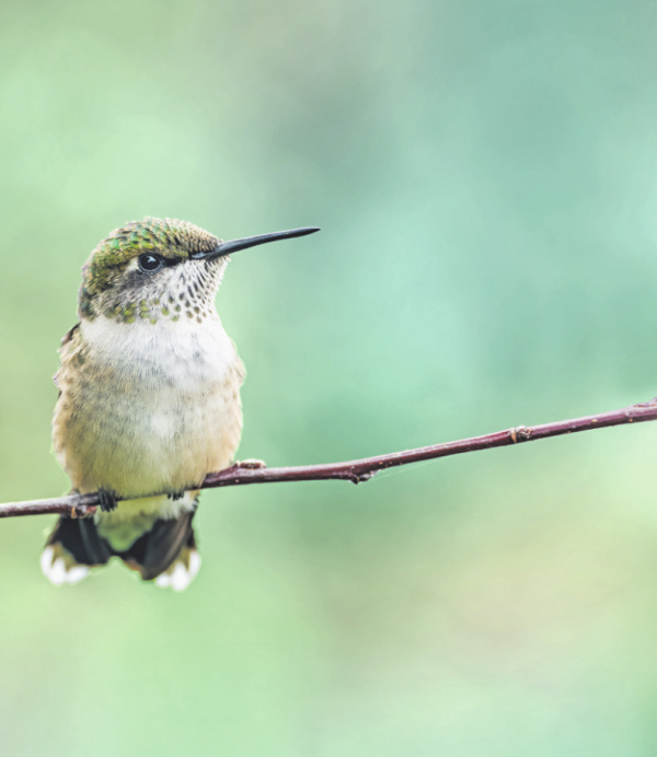 DASS MAN MIT KOSMETIKTASCHEN KOLIBRIS RETTEN KANN?