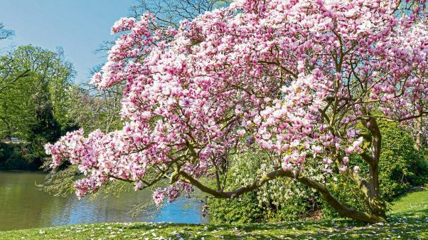 Zarte Schönheit im Frühling
