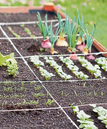 Anbau von Frühlingsgemüse: Das erste Grün