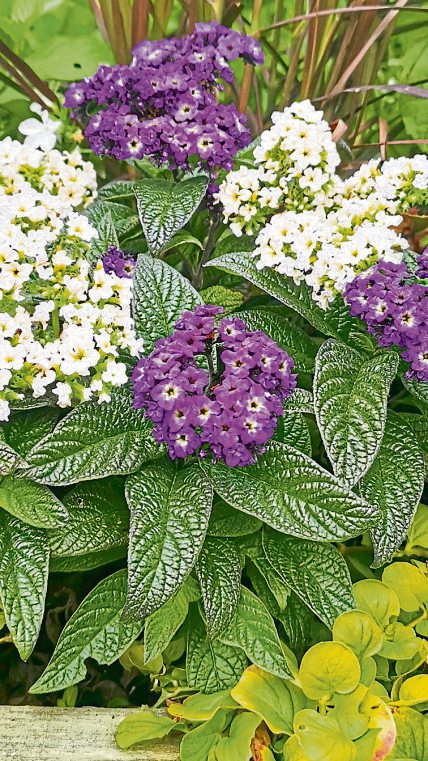 Duft der Schmetterlings-Vanille: Für ein schönes Dufterlebnis auf Balkon und Terrasse