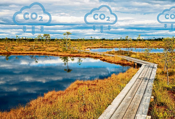 Beim Gärtnern an die Umwelt denken