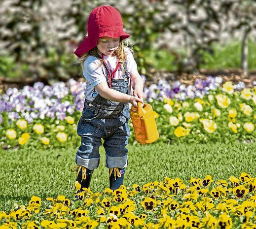 Gärtnerischer Fachhandel: Primeln & Co - Frühjahrsblüher bringen Farbe in den Garten